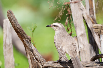 Sábia do campo (Mimus saturninus) pousado sob um fundo verde desfocado