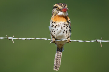 Rapazinho dos velho (Nystalus maculatus) em close up olhando para frente pousado em um arame farpado sob um lindo fundo verde desfocado
