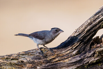 Tico tico rei cinza macho (Coryphospingus pileatus) procurando algo bem curioso sob um fundo desfocado