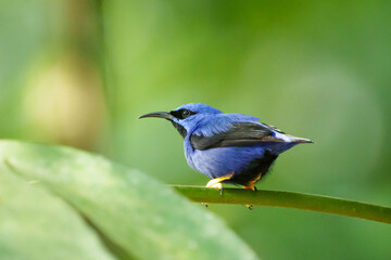 Saí de perna amarela macho (Cyanerpes caeruleus) em close up olhando para esquerda