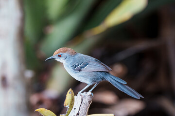 Gravatazeiro fêmea (Rhopornis ardesiacus) pousada em um galho, ave ameaçada em perigo pela lista...