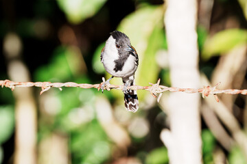 Obraz premium Choca do nordeste macho (Sakesphoroides cristatus) pousado em um arame farpado