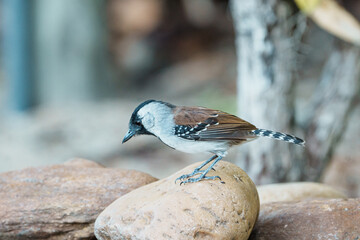 Choca do nordeste macho (Sakesphoroides cristatus) procurando alimento pousado em uma pedra