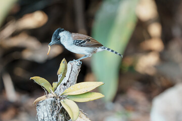 Choca do nordeste macho (Sakesphoroides cristatus) comendo uma larva de ténebrio pousado em um...