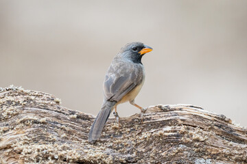 Batuqueiro (Saltatricula atricollis) lindo pássaro das costas em um tronco de árvore sob um fundo levemente desfocado