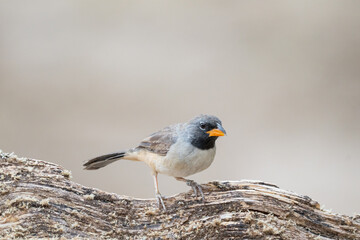 Batuqueiro (Saltatricula atricollis) lindo pássaro de frente em um tronco de árvore sob um fundo levemente desfocado