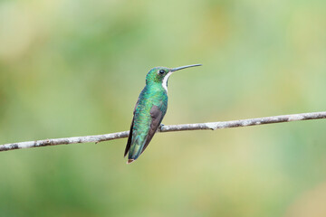 Fototapeta premium Beija flor de veste preta fêmea (Anthracothorax nigricollis) pousado em um galho sob um fundo verde desfocado