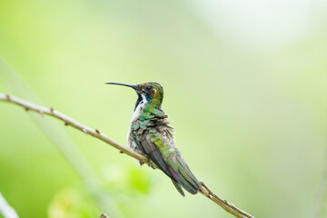 Beija flor de veste preta f&ecirc;mea (Anthracothorax nigricollis) pousado sob um fundo verde desfocado