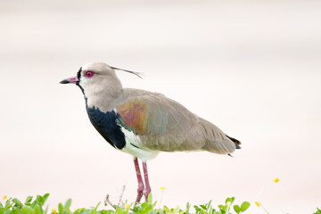 Quero Quero (Vanellus chilensis) em close up andando no gramado sob um lindo fundo bem clarinho desfocado