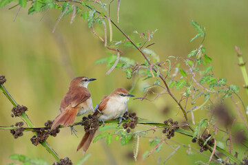 Lindo casal de Curutié (Certhiaxis cinnamomeus) pousado em uma galho de planta sob um fundo verde desfocado e com seus dedos apertando sua companheira de forma carinhosa