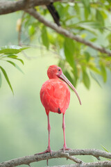 Guará (Eudocimus ruber) em close up pousado em uma árvore