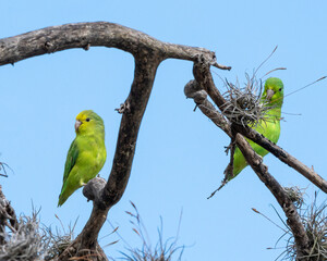 Casal de Tuim (Forpus xanthopterygius) Em uma árvore da caatinga. A menor ave da família dos papagaios e periquitos no Brasil