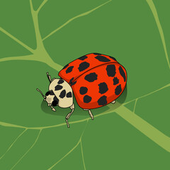 ladybug on green leaf