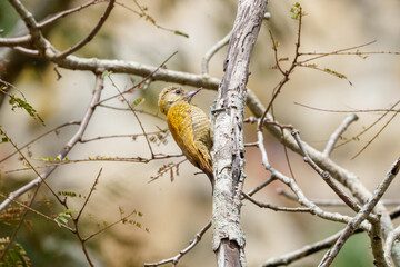 Pica pau pequeno fêmea (Veniliornis passerinus) em um galho de um arbusto sob um belíssimo fundo...