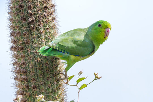 Tuim (Forpus xanthopterygius) em close up sob um cacto facheiro t&iacute;pico da caatinga. A menor ave da fam&iacute;lia dos papagaios e periquitos no Brasil