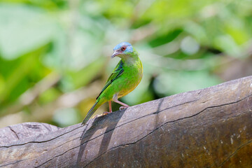 Saí azul fêmea (Dacnis cayana) se alimentando no comedouro olhando para esquerda