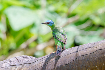 Saí azul fêmea (Dacnis cayana) se alimentando no comedouro olhando para trás