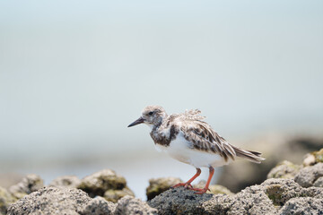 Vira Pedras (Arenaria interpres) andando sob os corais de uma praia em busca de alimento