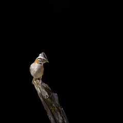 Tico tico (Zonotrichia capensis) de perfil olhando para a direita pousado em um galho com um fundo...