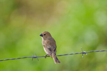 Golinho fêmea (Sporophila albogularis) pousado em um arame farpado olhando para a esquerda, sob um lindo fundo verde desfocado