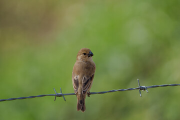 Fototapeta premium Golinho fêmea (Sporophila albogularis) pousado em um arame farpado olhando para a direita, sob um lindo fundo verde desfocado