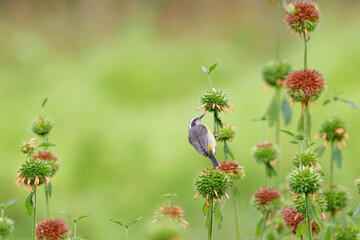 Linda cambacica se alimentando de néctar da flor de cor laranja (Coereba flaveola)
