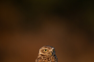 Coruja Buraqueira (Athene cunicularia) olhando para a direita com um fundo maior do amanhecer em degradê