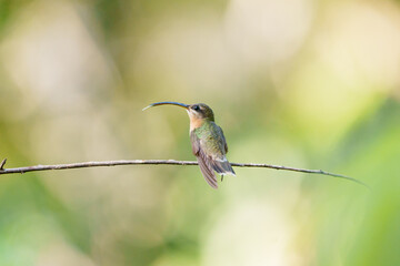 Beija flor balança rabo de bico torto (fêmea) pousado com a língua pra fora do bico, sob um lindo fundo verde desfocado (Glaucis hirsutus)