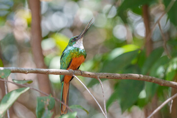 Ariramba de cauda ruiva (Galbula ruficauda) macho olhando para a direita com o bico aberto em cima de um galho reto com um fundo desfocado e bem iluminado