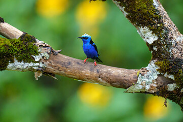 Saíra beija flor macho (Cyanerpes cyaneus) olhando para a esquerda com o peito virado para frente em um galho grosso com musgo e um fundo verde com amarelo desfocado