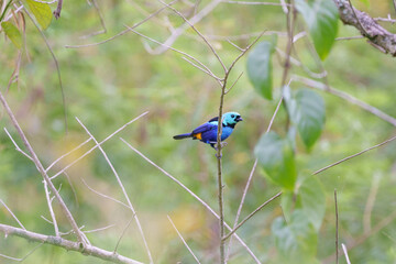 Saíra pintor macho (Tangara fastuosa) posando para a direita pendurado em um galho com um fundo verde com folhas