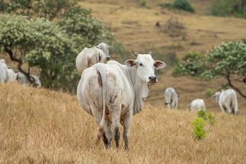 Fototapeta premium Vaca nelore de corpo inteiro de costas enquanto olha para trás em direção a câmera curiosamente 
