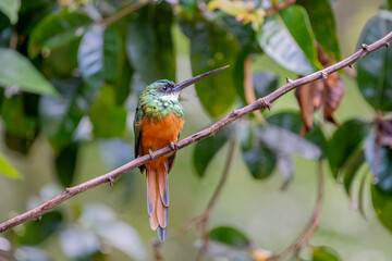 Ariramba de cauda ruiva (Galbula ruficauda) macho olhando para a direita em cima de um galho inclinado para a esquerda com um fundo desfocado cheio de folhas