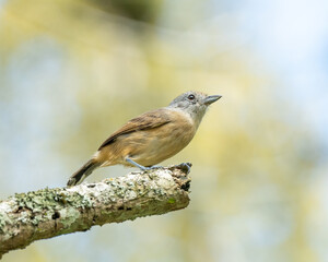 Choca da mata fêmea (Thamnophilus caerulescens) pousada em um galho olhando para a direita com um fundo desfocado 