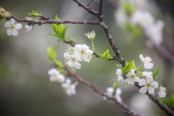 満開のスモモの花。
