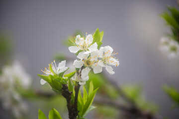 満開のスモモの花。