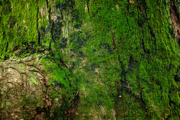 Natural background of mossy tree bark