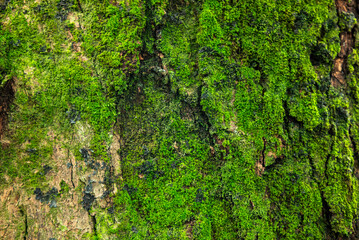 Natural background of mossy tree bark