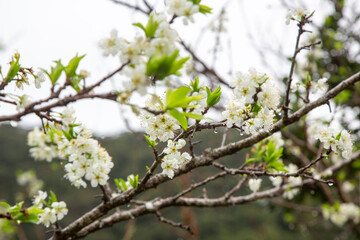 満開のスモモの花。