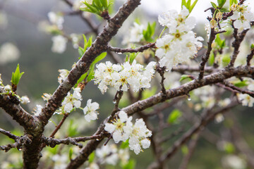 満開のスモモの花。