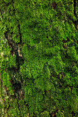 Natural background of mossy tree bark