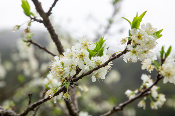 満開のスモモの花。