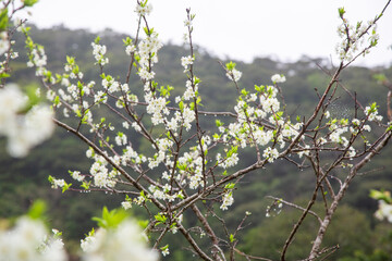 満開のスモモの花。