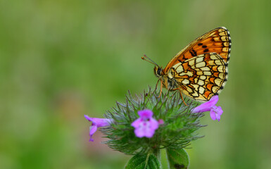 Melitaea athalia  1110