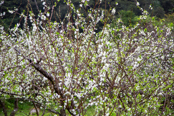 満開のスモモの花。