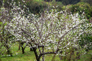 満開のスモモの花とスモモ畑。