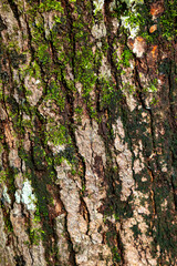 natural background of tree bark texture