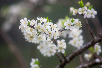 満開のスモモの花。