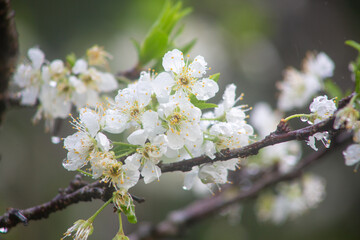 満開のスモモの花。