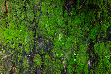 Natural background of mossy tree bark